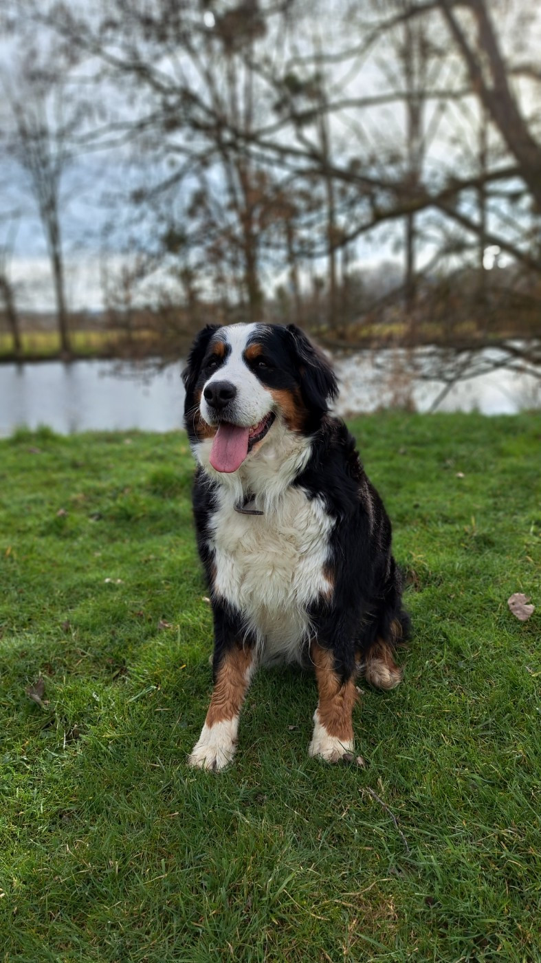 Chiots à naitre le 7 avril