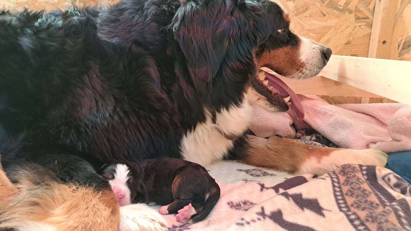 Chiot mâle né le 7 avril2026