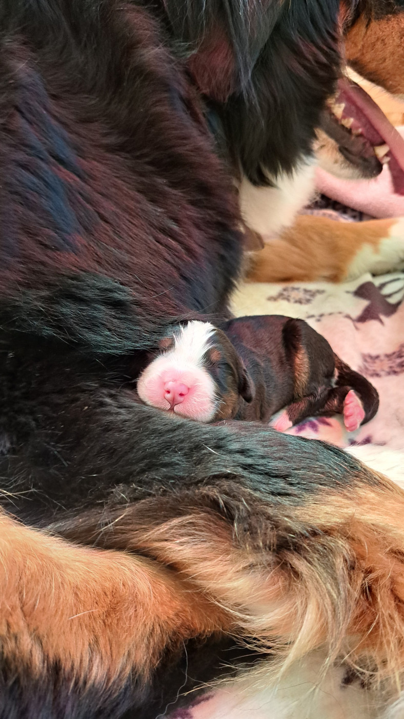 Des Chateaux De Franconville - Chiots disponibles - Bouvier Bernois