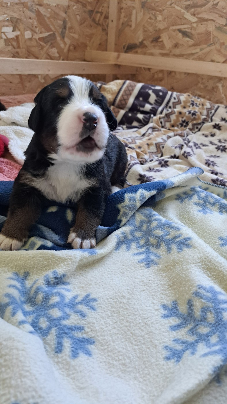 Des Chateaux De Franconville - Chiots disponibles - Bouvier Bernois
