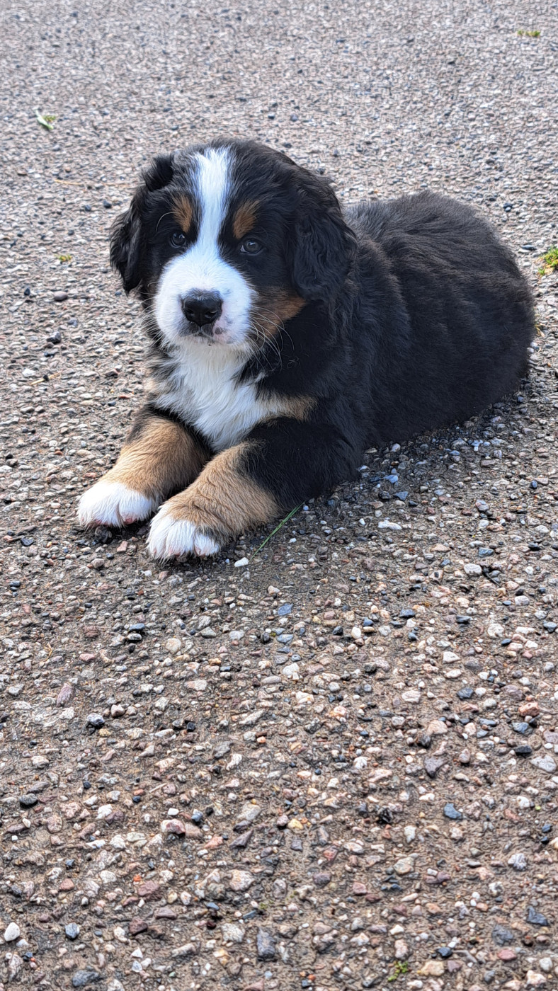 Des Chateaux De Franconville - Chiots disponibles - Bouvier Bernois